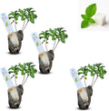 Natural Herbal Live Zero Calorie Sugar Replacement. Stevia Plants. Sweet Leaf, Sugar Leaf, Natural Sugar Substitute Herb, Easy to Grow (4 stevia sacs)