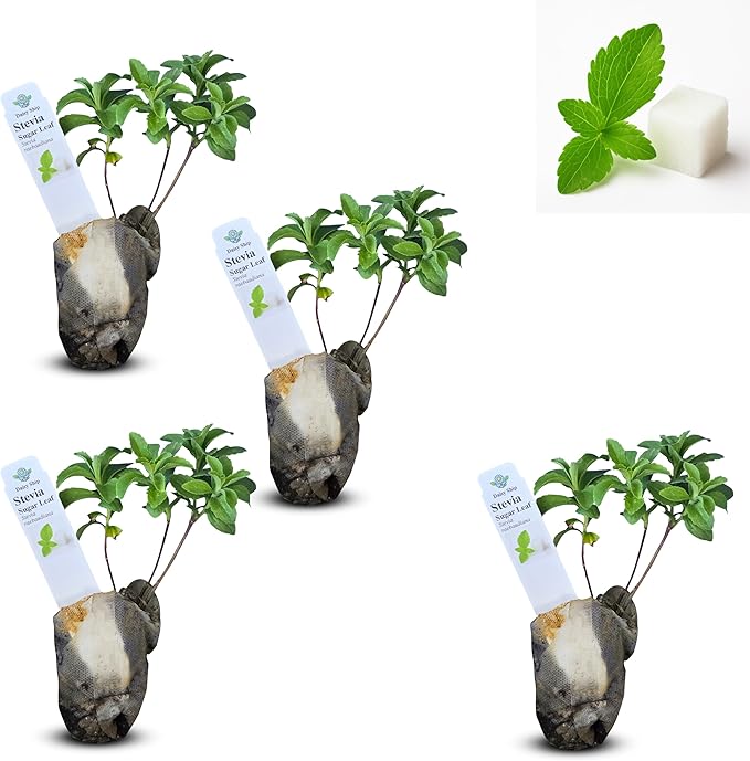 Natural Herbal Live Zero Calorie Sugar Replacement. Stevia Plants. Sweet Leaf, Sugar Leaf, Natural Sugar Substitute Herb, Easy to Grow (4 stevia sacs)