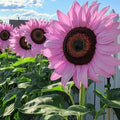 Mix Sunflower Seeds to Plant, 100+pcs Rare Perennial Sunflower Flower Seeds for Planting, Non-GMO Heirloom Flowers Plants Attracts Pollinators for Home Garden Outdoors