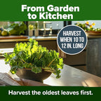 HOME GROWN Collard Greens Georgia Southern 300+ Heirloom Non GMO Seeds for Planting, High Germination, Heat & Cold Tolerant, Slow to Bolt, Nutritious Leafy Greens, Southern Cooking (Brassica oleracea)