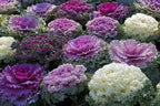 Seeds Flowering Kale Cabbage Ornamental Decorative Large-Leaved Mix Beatiful Cut Flowers for Planting Non GMO