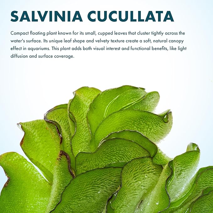 SubstrateSource Salvina Cucullata Fern Floating Live Aquarium Plant - Natural Freshwater Fish Tank Decorations and Aquatic Decor