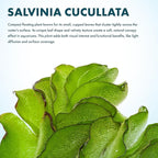 SubstrateSource Salvina Cucullata Fern Floating Live Aquarium Plant - Natural Freshwater Fish Tank Decorations and Aquatic Decor