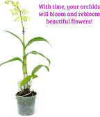 2 Live Orchid Plants | Dendrobium Orchids | Real Houseplants in Potting Soil Mix with Orchid Pots | Flowering Plants | Decorative Flowers Orchid Mix | by Plants for Pets, Green
