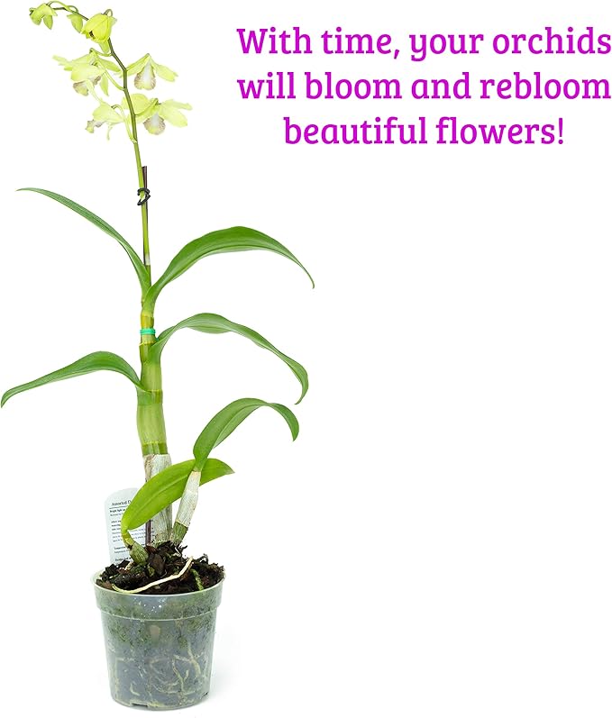 2 Live Orchid Plants | Dendrobium Orchids | Real Houseplants in Potting Soil Mix with Orchid Pots | Flowering Plants | Decorative Flowers Orchid Mix | by Plants for Pets, Green