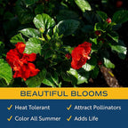 Costa Farms Premium Hibiscus Outdoor Flowering Plants 1 Gallon, Grower Pot, 16-Inches Tall, Red Flowers