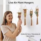4 Pack Air Plants Holders, Wall Planters for Indoor Plants | Macrame Plant Hanger, Air Plant Hanger for Air Fern, Tillandsias, Live Houseplants & Succulent (NO Plant Included)