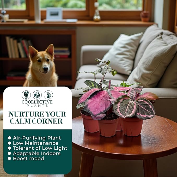 Calathea Assorted Collection (4-Pack) – Live Indoor Plants in 4″ Nursery Pots, Easy Care Tropical Houseplants, Pet Friendly Prayer Plants for Beginners