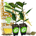 Tea Plant (Green Tea) Live Plant (2-Pack) - Camellia sinensis by Wellspring Gardens Starter Plant for Your Indoor or Outdoor Garden