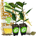 Tea Plant (Green Tea) Live Plant (2-Pack) - Camellia sinensis by Wellspring Gardens Starter Plant for Your Indoor or Outdoor Garden