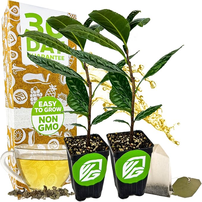 Tea Plant (Green Tea) Live Plant (2-Pack) - Camellia sinensis by Wellspring Gardens Starter Plant for Your Indoor or Outdoor Garden
