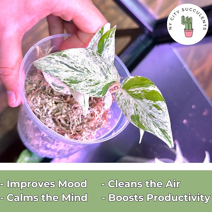 Live Plants 4" Epipremnum Pinnatum Marble - Highly Variegated Leaves - Rare Indoor Plants Live Houseplants for Home, Office, Wedding Decor & Giftable (Heat Pack Included)