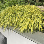 RedCrocus Aureola Japanese Forest Grass Hakone Grass- Deciduous, Shade-Tolerant, Low Maintenance, Container Friendly, Deer Resistant, Pet Safe, Garden, Landscape 1 Gallon