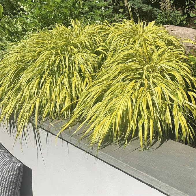 RedCrocus Aureola Japanese Forest Grass Hakone Grass- Deciduous, Shade-Tolerant, Low Maintenance, Container Friendly, Deer Resistant, Pet Safe, Garden, Landscape 1 Gallon