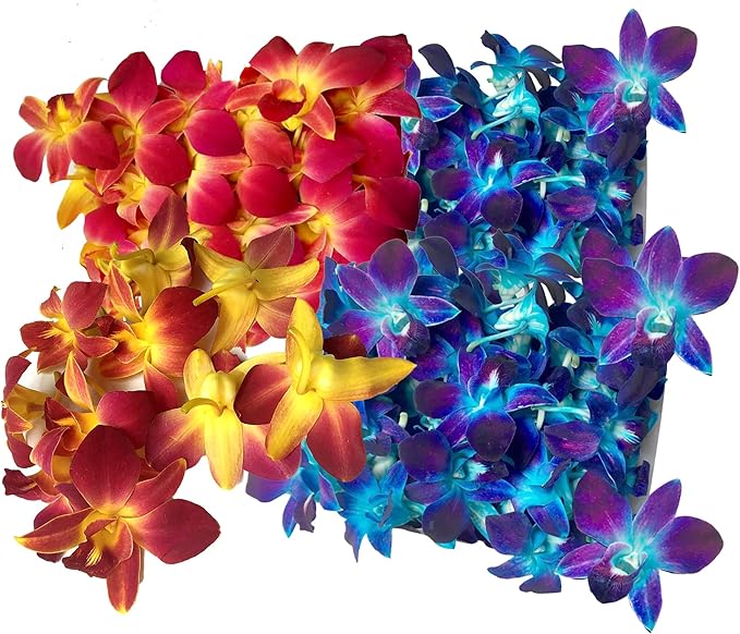 Miami Fresh Orchid Flower OrchidClub USA Sunne Tropical Loose Bloom DIY Lei food drink decoration (50 YELLOW 50 BLUE)