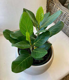 Audrey Ficus Tree - Live Starter Plant in a 2 Inch Pot - Ficus Benghalensis - Stunning Easy Care Interior Houseplant