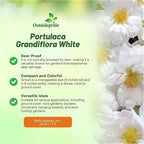 Outsidepride White Moss Rose Seeds - 500 Pcs Annual, Drought & Heat Tolerant, Pollinator Friendly Ground Cover Seeds for Planting w/Vibrant Blooms & Succulent Foliage, Ideal for Xeriscaping