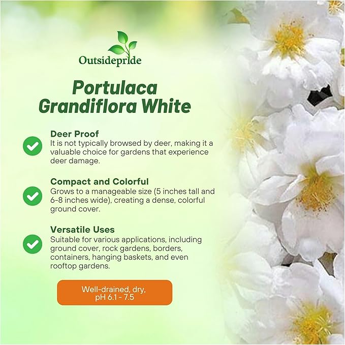 Outsidepride White Moss Rose Seeds - 250 Pcs Annual, Drought & Heat Tolerant, Pollinator Friendly Ground Cover Seeds for Planting w/Vibrant Blooms & Succulent Foliage, Ideal for Xeriscaping
