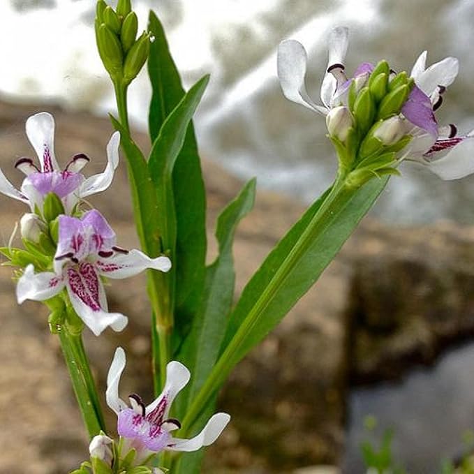 Chalily Water Willow, a Great Live Pond Plant for Your Water Garden. Filters The koi and Goldfish Pond. Good for Bogs, Plant Shelf or Shallow Water This marginal Aquatic is a Real Beauty