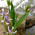 Chalily Water Willow, a Great Live Pond Plant for Your Water Garden. Filters The koi and Goldfish Pond. Good for Bogs, Plant Shelf or Shallow Water This marginal Aquatic is a Real Beauty