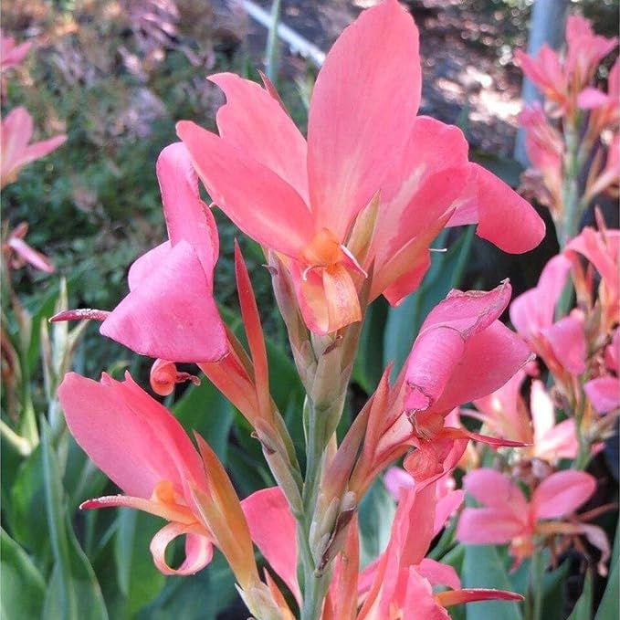 Chalily Canna 'Pink Erebus', a Great Live Pond Plant for Your Water Garden. Filters koi and Goldfish Ponds. Good for Bogs, Plant Shelf or Shallow Water This marginal Aquatic is a Real Beauty
