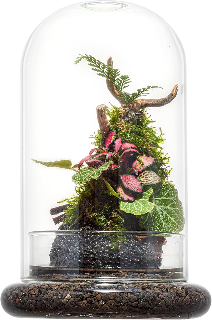 Glass Cloche Dome Terrarium with Base & Ventilation Holes -7.9"x4.7"Clear Display Case for Carnivorous Plants,Succulents,Venus Flytrap & Eternal Roses,Small Desktop Decor Gift Box(No Plants Included)