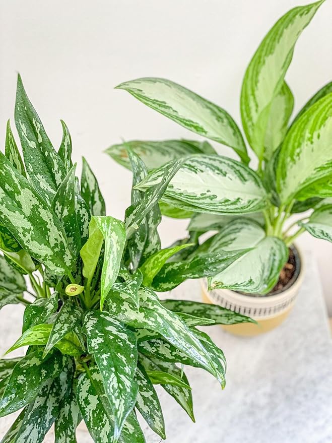 RedCrocus Chinese Evergreen Aglaonema- Indoor House Plant, Low Light, Air Purifying, Durable Foliage, Assorted Varieties for Home & Office Decor 6" Pot