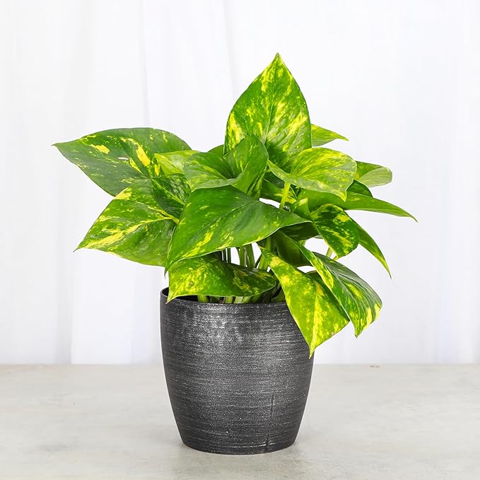 Thorsen's Greenhouse Golden Pothos, Live Indoor Vining Plant, Easy to Grow, Variegated Houseplant, Natural Air Purifier (Brushed Silver, 4-inch Pot)