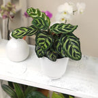 Altman Plants Calathea Live Plant Decor, Makoyana Prayer Plant in 4 Inch White Plastic Plant Pot, Easy Plant Gift, Pet Friendly Plants, Unique Desk Plant, House Plant in Indoor Plant Potting Soil Mix