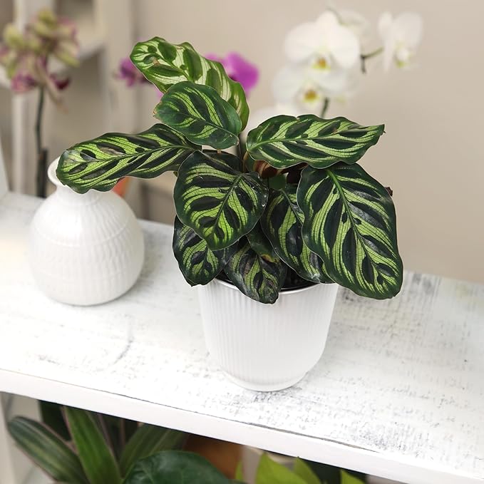 Altman Plants Calathea Live Plant Decor, Makoyana Prayer Plant in 4 Inch White Plastic Plant Pot, Easy Plant Gift, Pet Friendly Plants, Unique Desk Plant, House Plant in Indoor Plant Potting Soil Mix