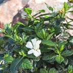 Gardenia Plant (3G), Cape Jasmine Plant Outdoor Plants, Fresh Flowers for Delivery Prime, Live Plants Indoor Plants Live Houseplants, Gardenia Plants Live House Plants Indoors Live by Plants for Pets
