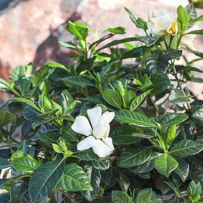 Gardenia Plant (3G), Cape Jasmine Plant Outdoor Plants, Fresh Flowers for Delivery Prime, Live Plants Indoor Plants Live Houseplants, Gardenia Plants Live House Plants Indoors Live by Plants for Pets