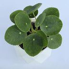 Chinese Money Plant Live (Pilea Peperomioides) in White Geometric Self-Watering Planter, Modern Indoor Houseplant, Minimalist Home & Office Desk Decor, Easy Care Gift, Air Purifying Plant