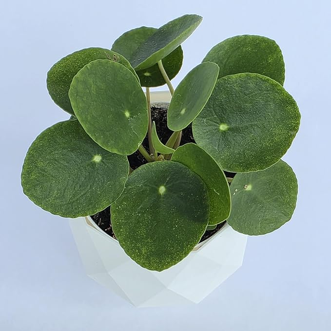 Chinese Money Plant Live (Pilea Peperomioides) in White Geometric Self-Watering Planter, Modern Indoor Houseplant, Minimalist Home & Office Desk Decor, Easy Care Gift, Air Purifying Plant