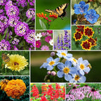 Groundio Wildflower Seeds Bulk, 4 Ounce, 200,000+ Seeds, 26 Varieties Annual & Perennial Flower Seeds Mix with Zinnia, Milkweed, Butterflyweed, Attracts Pollinators, Plant in Spring or Fall