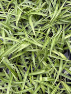 Live Green Spider Plants - 2 Starter Plugs for Home & Office Decor - Air Purifying Houseplants with White & Green Variegated Foliage - Easy to Grow Indoor Outdoor Garden Plant