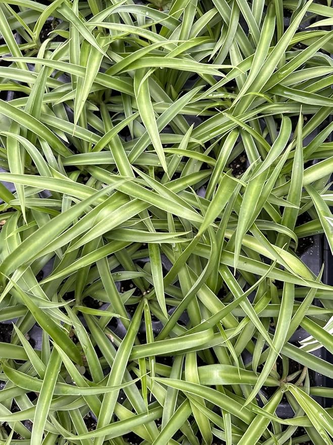 Live Green Spider Plants - 2 Starter Plugs for Home & Office Decor - Air Purifying Houseplants with White & Green Variegated Foliage - Easy to Grow Indoor Outdoor Garden Plant