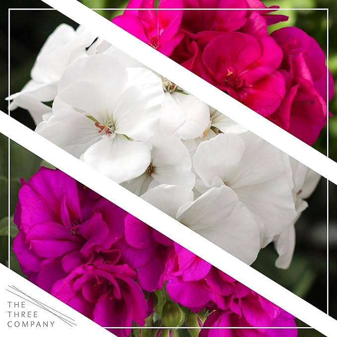Live Flowering Zonal Geraniums - Grower's Choice Assorted Colors (3 Plants Per Pack) - Beautiful Spring Flowers - 12" Tall by 5" Wide in 1 Qt Pot