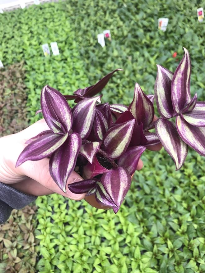 Generic Tradescantia Zebrina ~ Purple Wandering Jew ~ Easy Live houseplant for Home and Office, Green gray