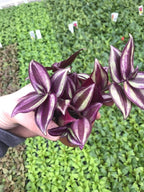 Generic Tradescantia Zebrina ~ Purple Wandering Jew ~ Easy Live houseplant for Home and Office, Green gray
