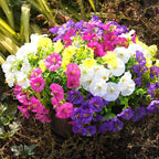 Fanfantoey Artificial Flowers for Outdoor, UV Resistant Fake Plants Outside Decoration, 14 Pcs Realistic Silk Morning Glory Faux Flowers for Porch Patio Gardens Home Decor(14, 4 Mixed)