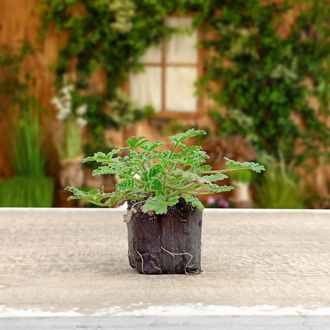 Live Citronella Geranium Plant Plugs (6-Pack), Pelargonium Citronella Scented Seedlings