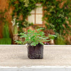 Live Citronella Geranium Plant Plugs (4-Pack), Pelargonium Citronella Scented Seedlings
