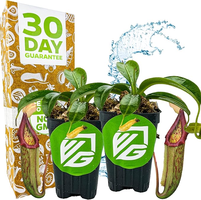 Miranda Carnivorous Pitcher Plant - Nepenthes Miranda - Wellspring Gardens Starter Plant - Unique & Exotic Tropical for Indoor/Outdoor Growing & Planting - Easy to Grow, Great for Nature (2-Pack)
