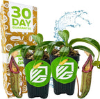 Miranda Carnivorous Pitcher Plant - Nepenthes Miranda - Wellspring Gardens Starter Plant - Unique & Exotic Tropical for Indoor/Outdoor Growing & Planting - Easy to Grow, Great for Nature (2-Pack)