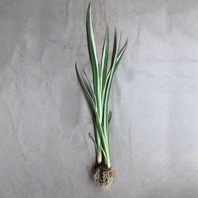 Japanese Variegated Iris, a Great Live Pond Plant for Your Water Garden. Filters The koi and Goldfish Pond. Good for Bogs, Plant Shelf or Shallow Water This marginal Aquatic is a Real Beauty