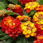 Multicolor Lantana Flowers (4 Pack), Live Outdoor Flowering Plants, Easy Plant Care, Attracts Pollinators, Extended Bloom, Heat and Drought Tolerant, Real Flowers
