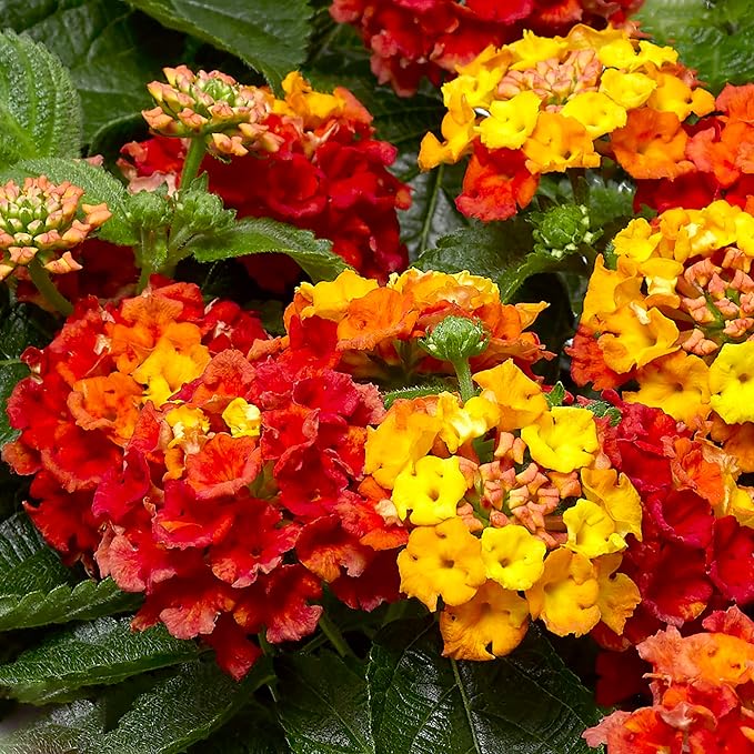 Multicolor Lantana Flowers (4 Pack), Live Outdoor Flowering Plants, Easy Plant Care, Attracts Pollinators, Extended Bloom, Heat and Drought Tolerant, Real Flowers