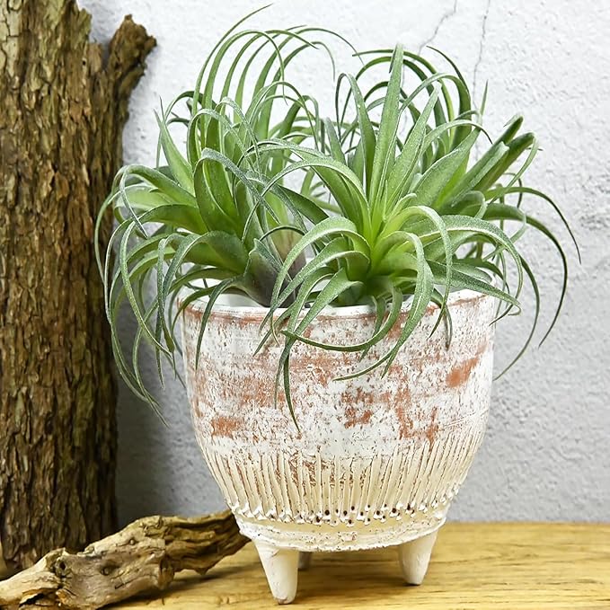 2 Pack Artificial Air Plants, Realistic Looking Faux Tillandsia Succulents for Home Decor, Indoor Outdoor Garden, Terrarium, Office Desk, Wedding Displays (Flocking)