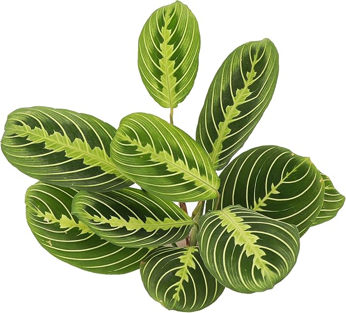 Thorsen's Greenhouse Prayer Plants Set of 2, Maranta leuconeura, Pet Safe, Low Light, Live Indoor Plants, 4" Diameter Plants, Classic Pots (Brushed Silver)